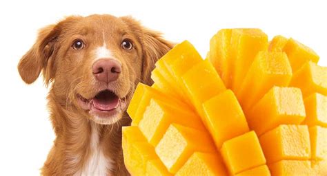 Mango for dogs. Things To Know About Mango for dogs. 